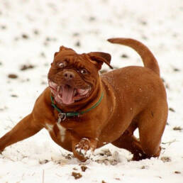 Bordeaux dog snow