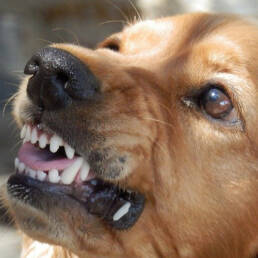 hond boos