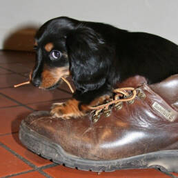 pup ondeugend