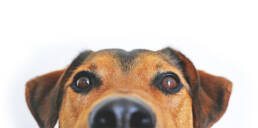 jack russel close up