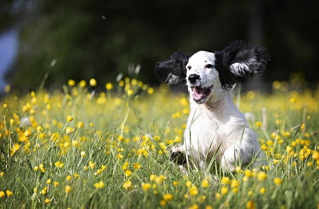 De onze kosten Keizer Lichaamsbeweging voor honden - eengelukkigehond