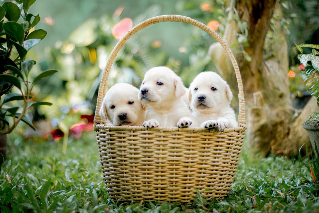 Moet ik mijn hond laten castreren? De voor en nadelen van een castratie eengelukkigehond